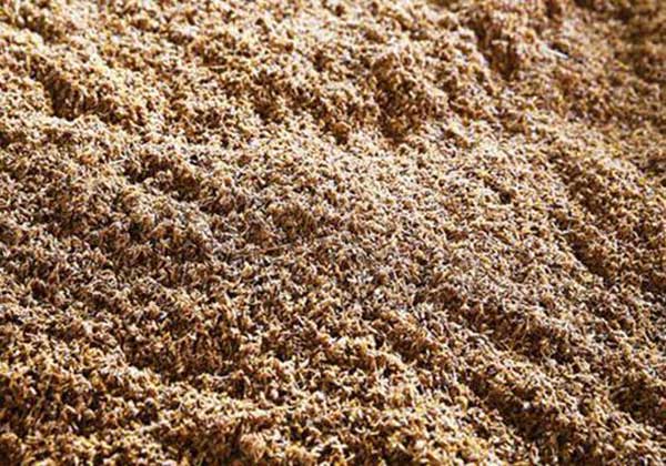 未被酒糟烘干機處理前的酒糟